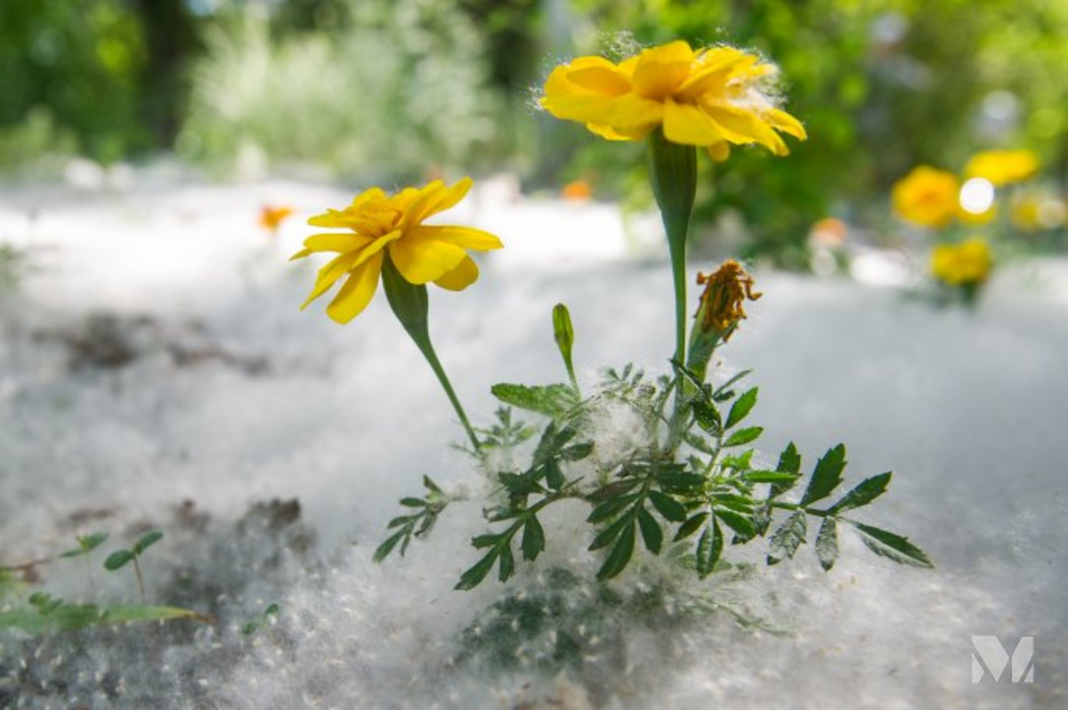 жара и цветы картинки. жара цветок. солнечный день. рост и деградация в природе. италмас цветок.