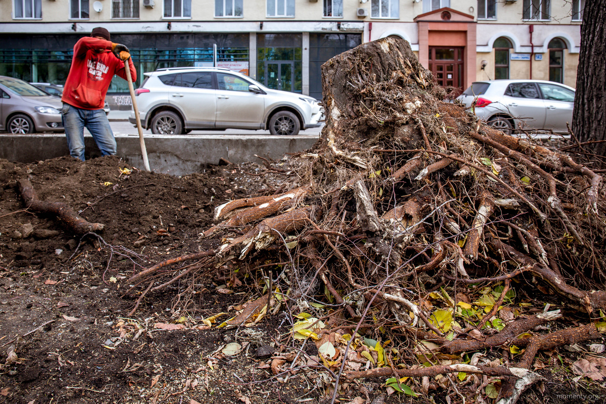 В&nbsp;Екатеринбурге массово уничтожают деревья в&nbsp;центре города. Горожане жалуются, что у&nbsp;них и&nbsp;так не&nbsp;самая зеленая улица, &laquo;а&nbsp;теперь последних деревьев лишают из-за бизнеса&raquo;.