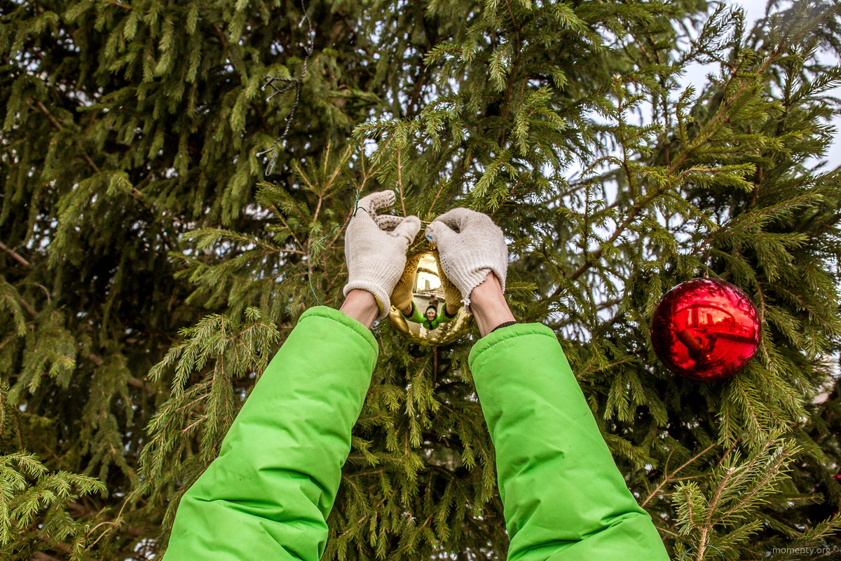 опасность живой ели. опасность живой ели. фото после нового года. опасность живой ели. елочный базар в мещанском районе.