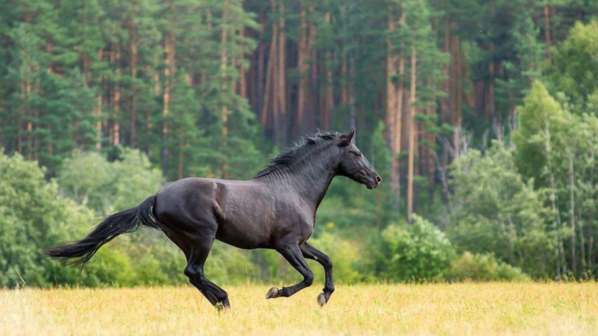 Стоимость этого коня выросла после сертификации испанцев. Его цена на&nbsp;рынке&nbsp;&mdash; 25 тысяч евро.