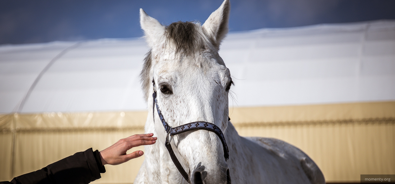 Как лошади помогают людям выздороветь