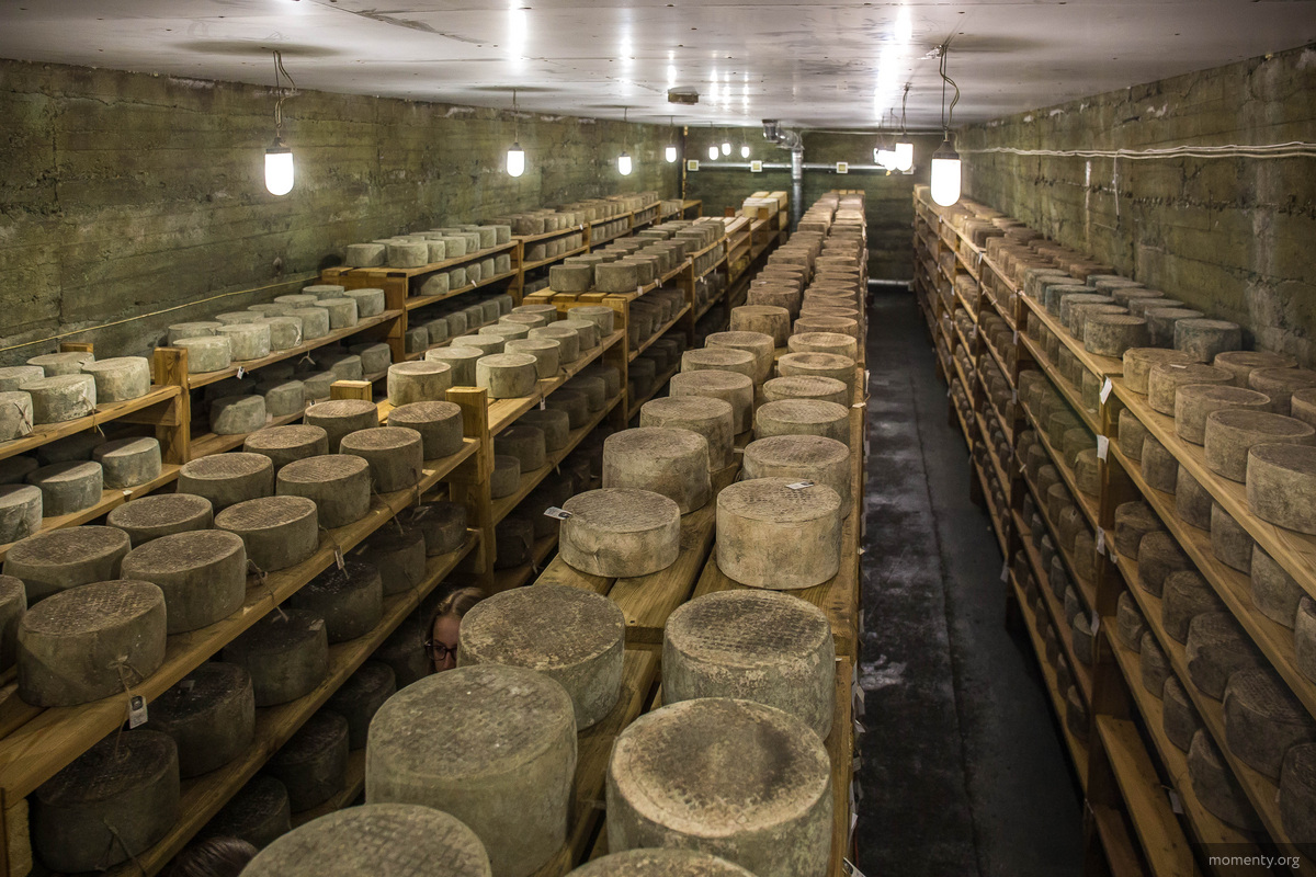 Так вызревает сыр на сыроварне «Соболев сыр». Так вызревает сыр на сыроварне «Соболев сыр».