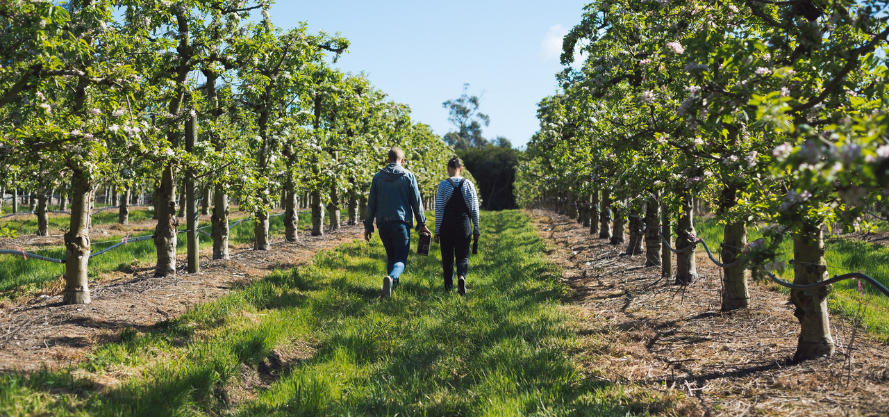 Бизнесмены везут виноградные лозы со&nbsp;всего мира на&nbsp;Урал. Выращивают Рислинг в&nbsp;Качканаре