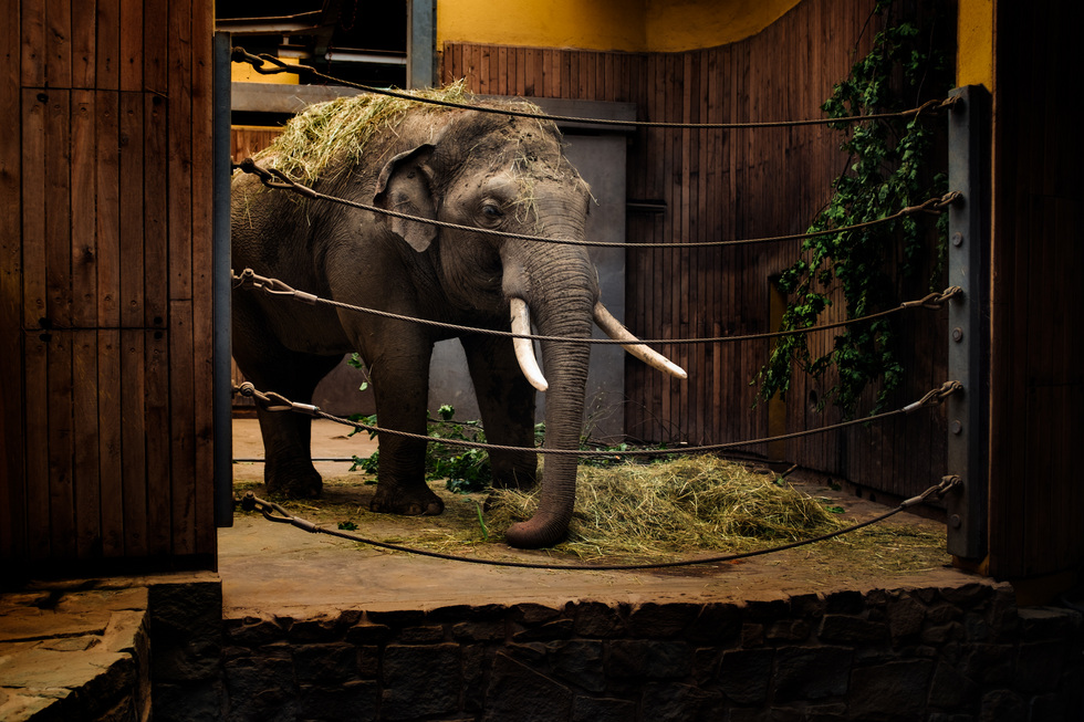Блогеры призывают не&nbsp;ходить в&nbsp;цирк, откуда сбежали слоны
