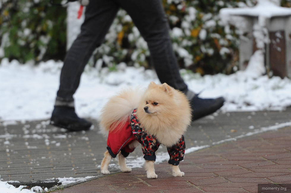 На Урале начали распродавать животных. «Нам тяжело их содержать» На Урале начали распродавать животных. «Нам тяжело их содержать»