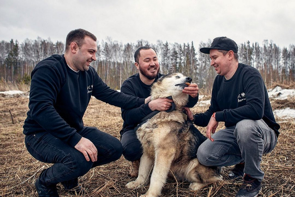 Уральские шефы устроят ужин, чтобы помочь хаски Уральские шефы устроят ужин, чтобы помочь хаски