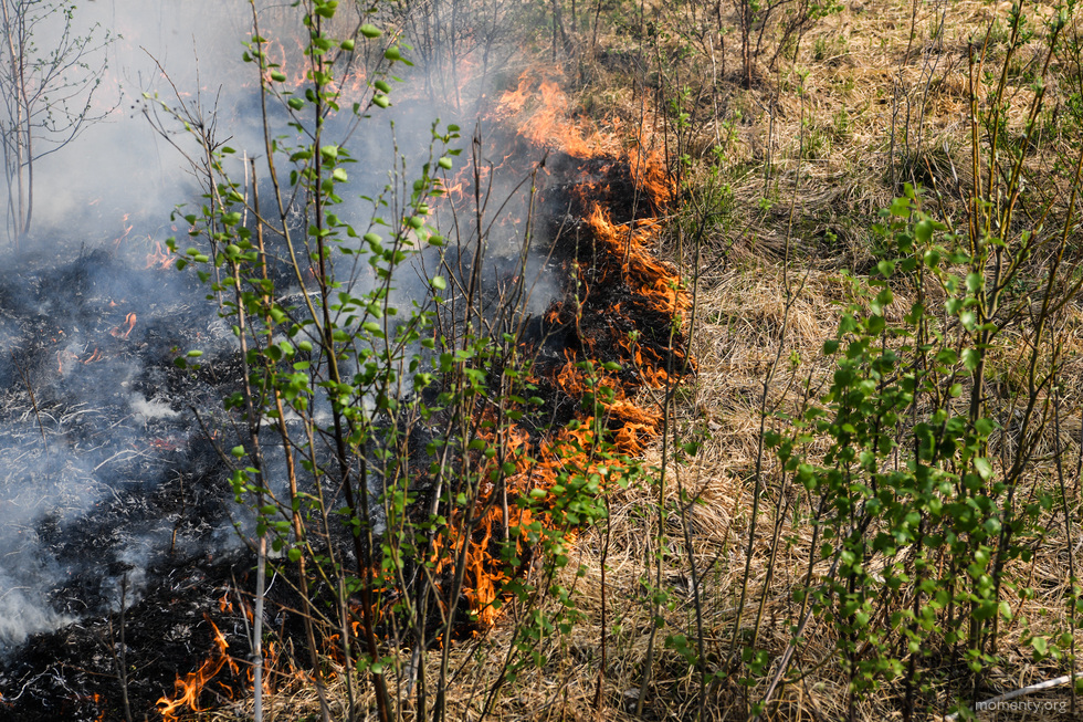 Горожанам запретят посещать леса Горожанам запретят посещать леса