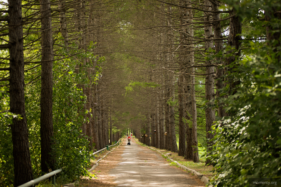 Вход в Ботанический сад стал бесплатным. Но не навсегда Вход в Ботанический сад стал бесплатным. Но не навсегда