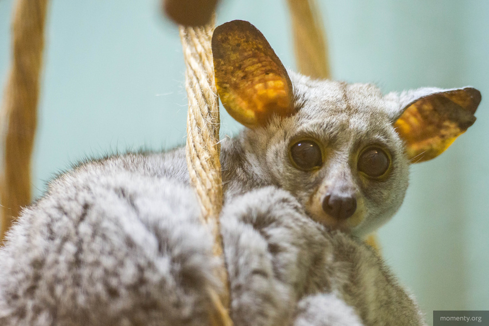 Известные горожане назвали зоопарки и цирки пережитком прошлого Известные горожане назвали зоопарки и цирки пережитком прошлого