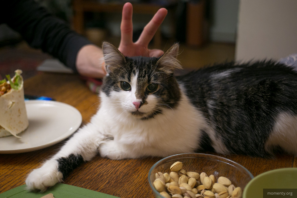 Экоактивисты предложили перевести кошек и собак на питание насекомыми ради спасения планеты Экоактивисты предложили перевести кошек и собак на питание насекомыми ради спасения планеты