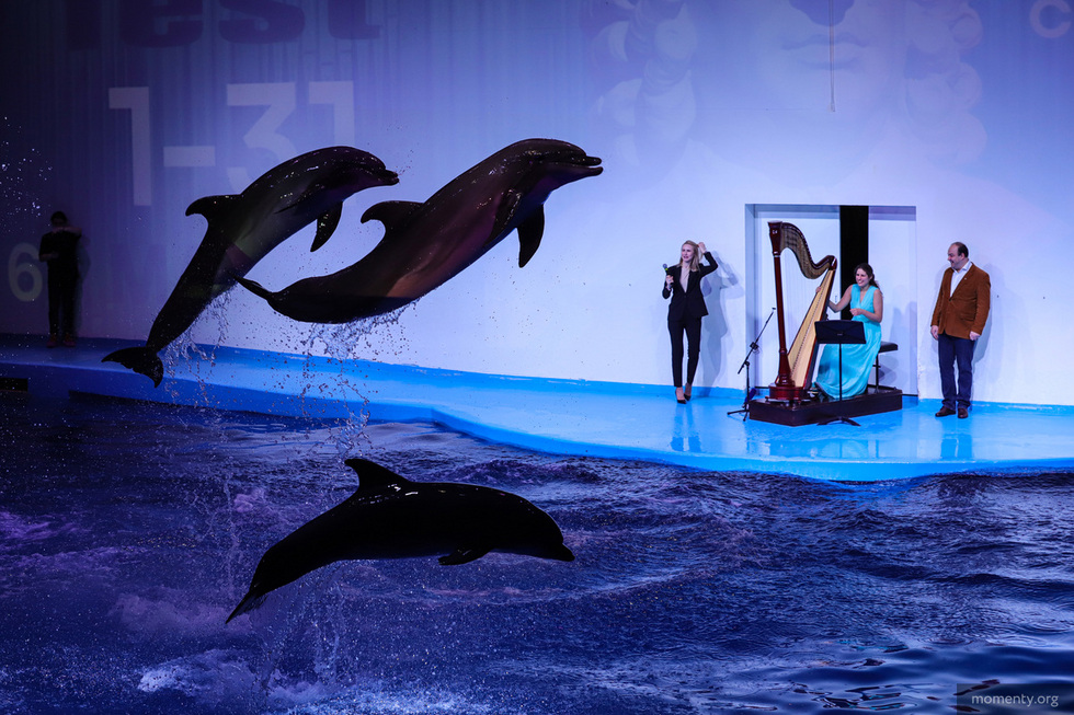 В&nbsp;уральском Океанариуме для дельфинов устроили живой концерт классической музыки. ФОТО