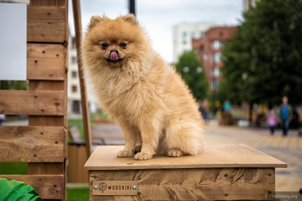Натуральная диета и российские аналоги. Чем теперь кормить питомцев Натуральная диета и российские аналоги. Чем теперь кормить питомцев