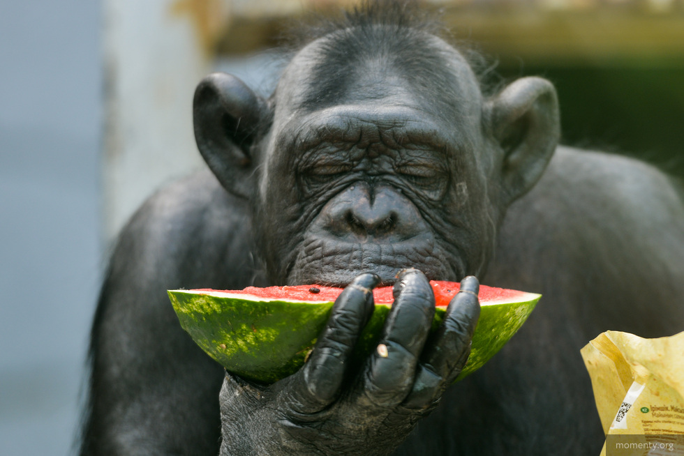 Выбираем самый вкусный арбуз. Шесть простых советов
