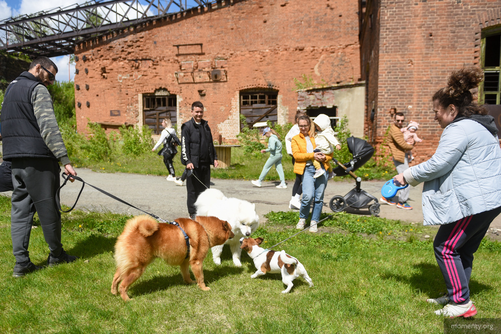 Самые тусовочные собаки Екатеринбурга или куда сходить на&nbsp;вечеринку с&nbsp;питомцем