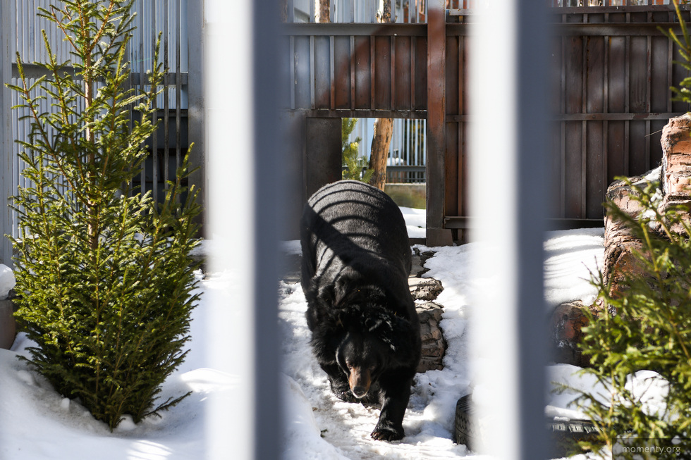 В&nbsp;Екатеринбургском зоопарке проснулся первый медведь