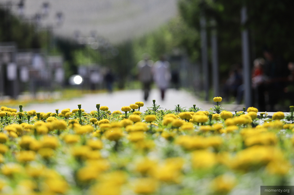 Екатеринбург станет площадкой для нового фестиваля сада и&nbsp;цветов