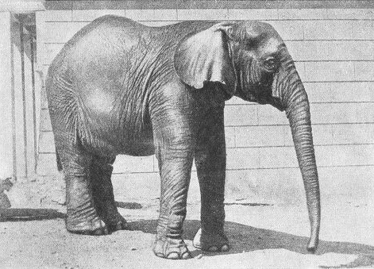 Африканская слониха Нона. Фотография из «Путеводителя по Московскому зоопарку». Москва, 1940 год Африканская слониха Нона. Фотография из «Путеводителя по Московскому зоопарку». Москва, 1940 год