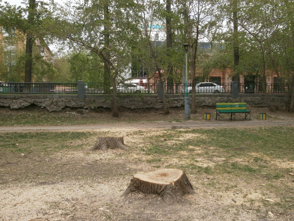 Горожане возмутились вырубкой десятка деревьев в центральном парке Екатеринбурга Горожане возмутились вырубкой десятка деревьев в центральном парке Екатеринбурга