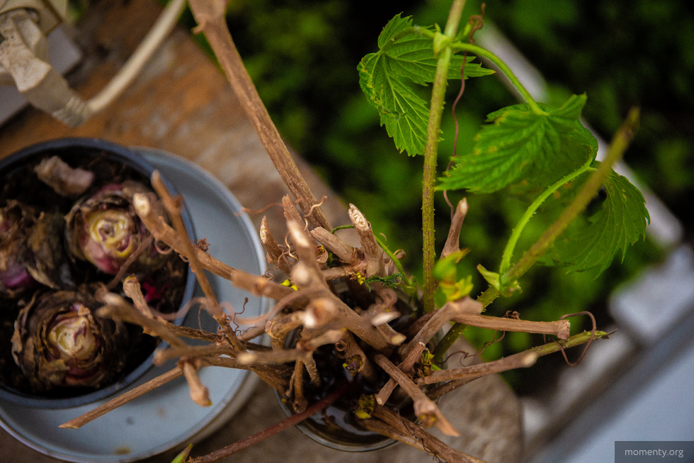 В центре Екатеринбурга озеленили крышу высотки В центре Екатеринбурга озеленили крышу высотки