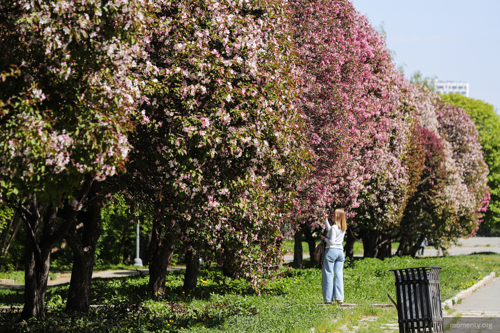 Администрация раскрыла планы на&nbsp;озеленение Екатеринбурга в&nbsp;2023 году