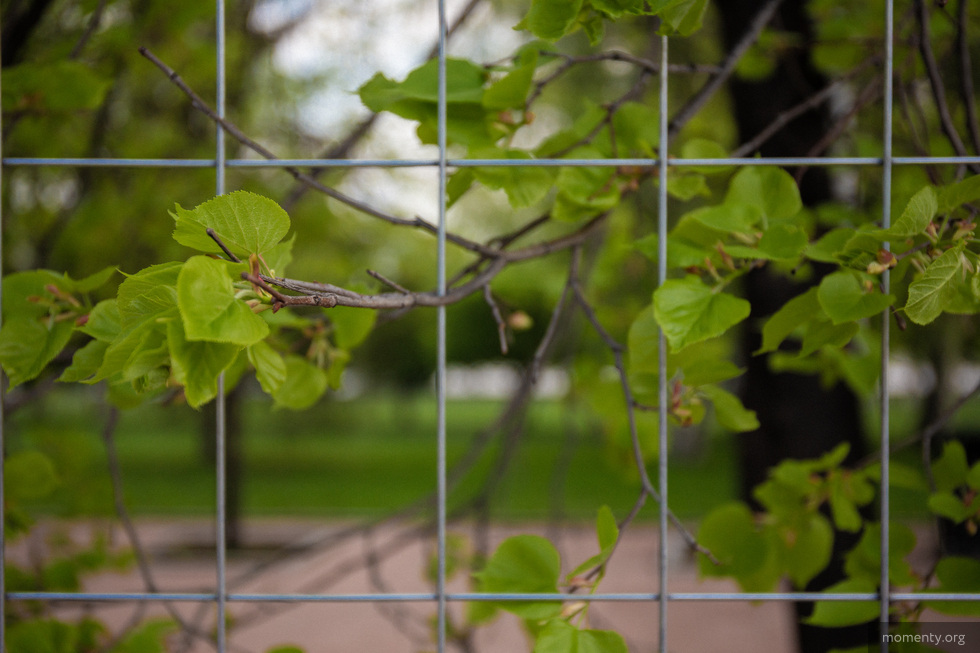 В Администрации придумали, как защитить деревья в центре Екатеринбурга В Администрации придумали, как защитить деревья в центре Екатеринбурга