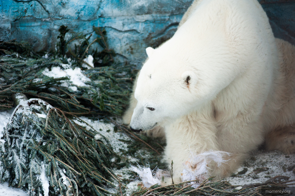 В&nbsp;Екатеринбургском зоопарке умерла белая медведица Айна