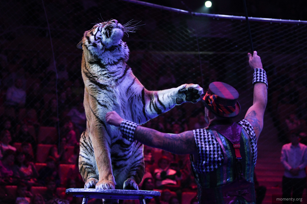 Екатеринбургский цирк переедет на&nbsp;крупнейшую выставочную площадку Урала