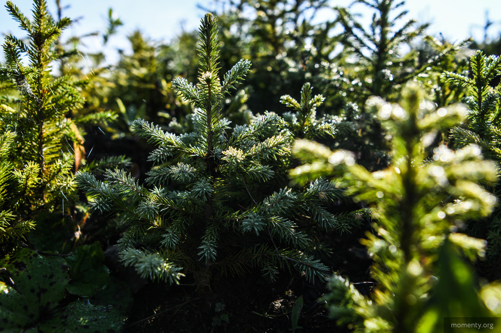 Как правильно выбрать новогоднюю елку Как правильно выбрать новогоднюю елку