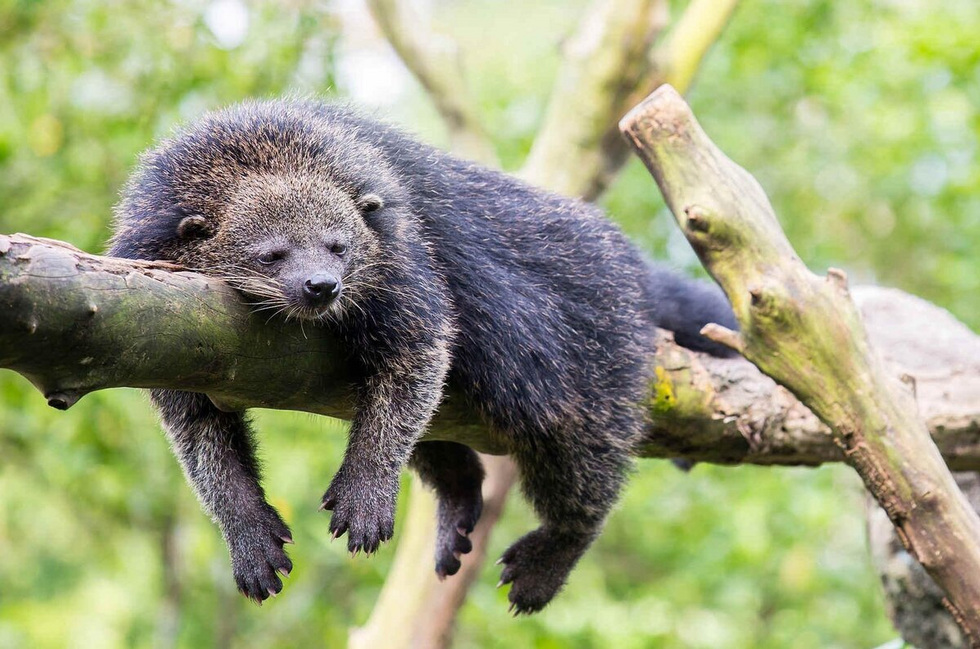 В Екатеринбургском зоопарке поселились «кошачьи медведи» В Екатеринбургском зоопарке поселились «кошачьи медведи»
