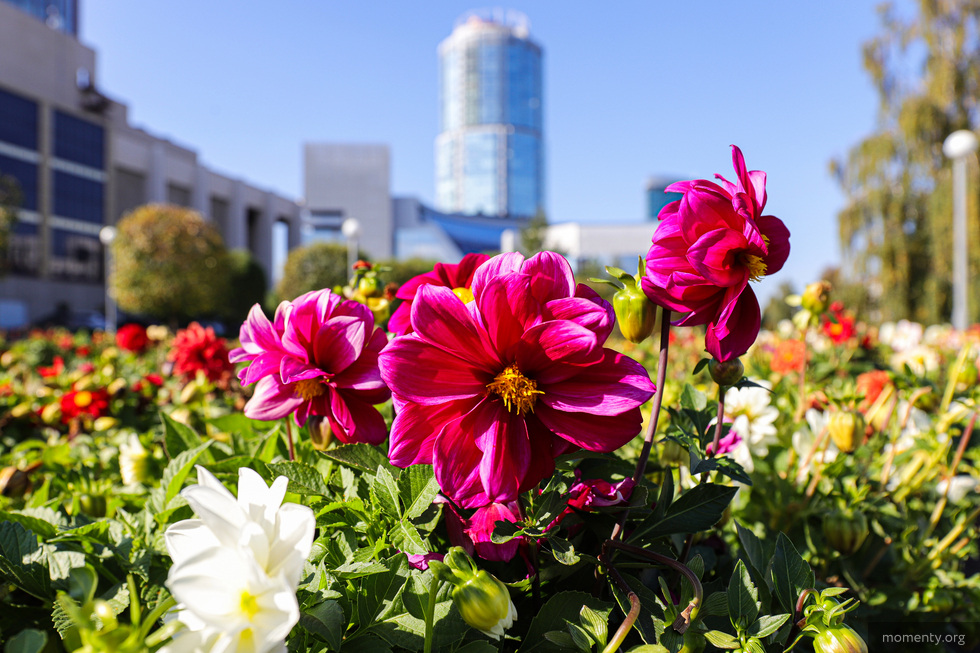 Улицы Екатеринбурга украсят более 700 тысяч цветов