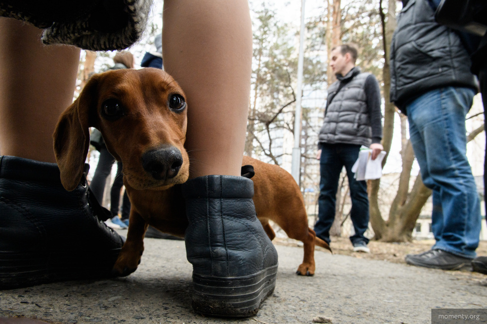 Сквер около Театра драмы на&nbsp;один день превратился в&nbsp;таксопарк
