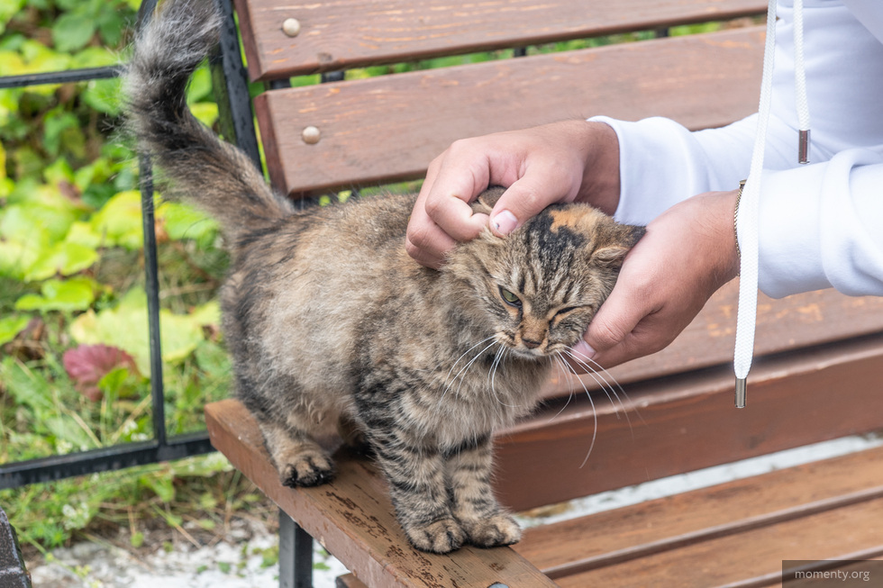 Кайфоменеджер, котоситтер, киберспортсмен: кто нужен работодателям Свердловской области Кайфоменеджер, котоситтер, киберспортсмен: кто нужен работодателям Свердловской области