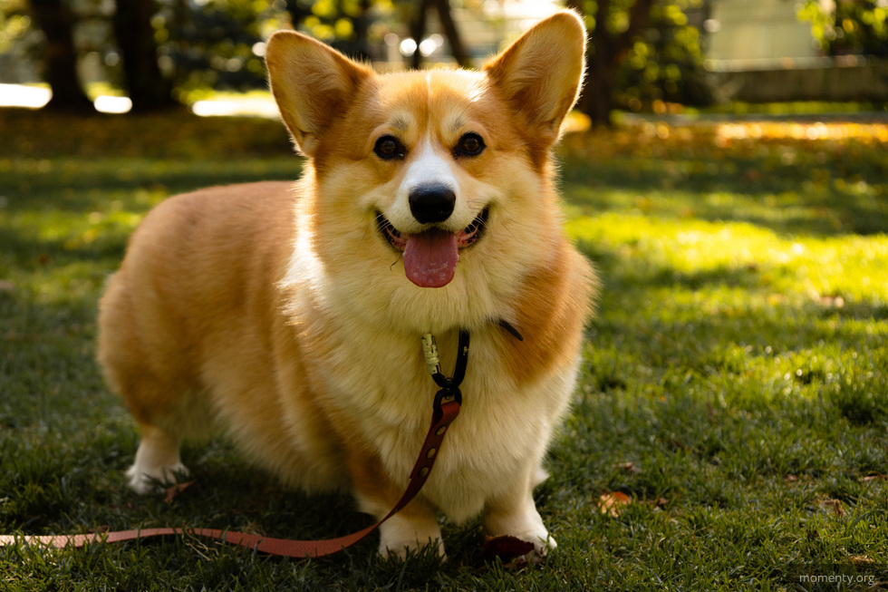 Четвероногие друзья помогут детям полюбить чтение Четвероногие друзья помогут детям полюбить чтение