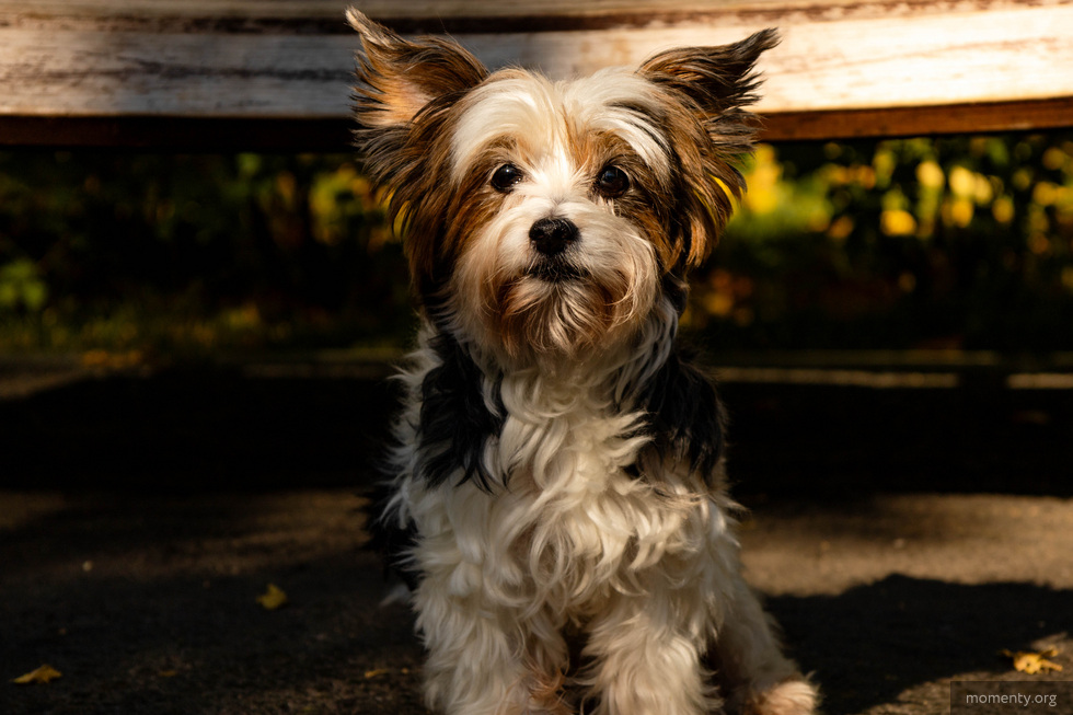 В&nbsp;Екатеринбурге откроют школу для любителей собак