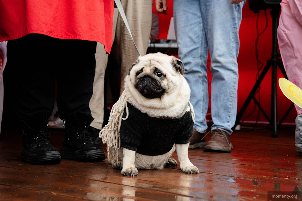 В Екатеринбурге устроили карнавал мопсов В Екатеринбурге устроили карнавал мопсов