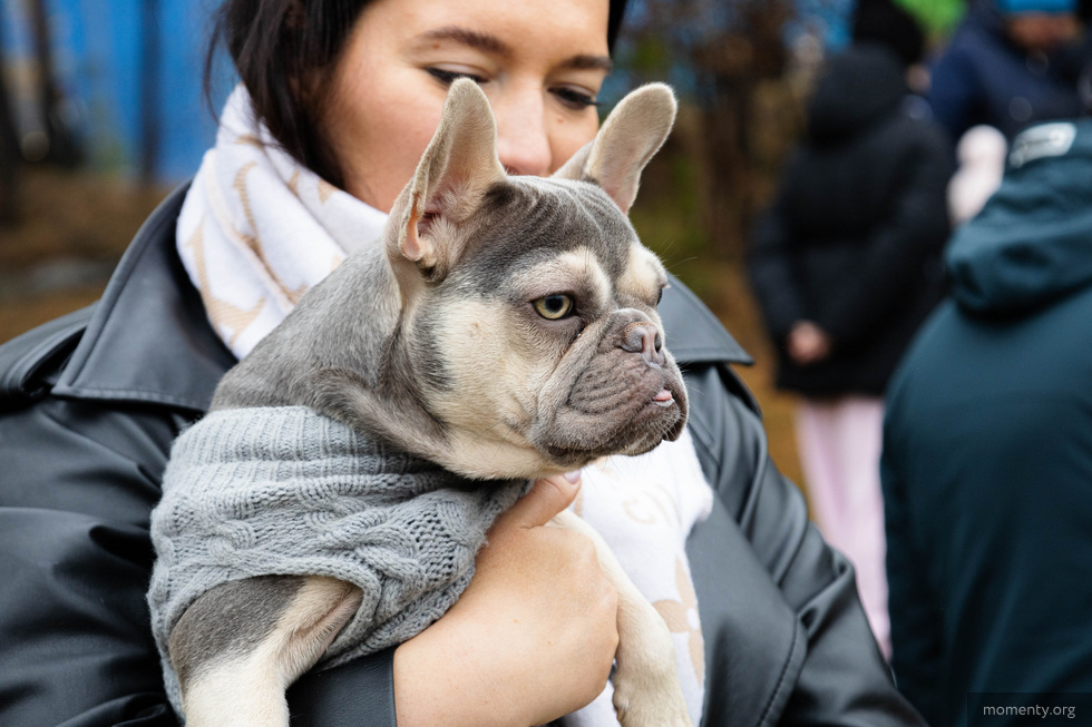 В&nbsp;России планируют создать единый реестр домашних животных