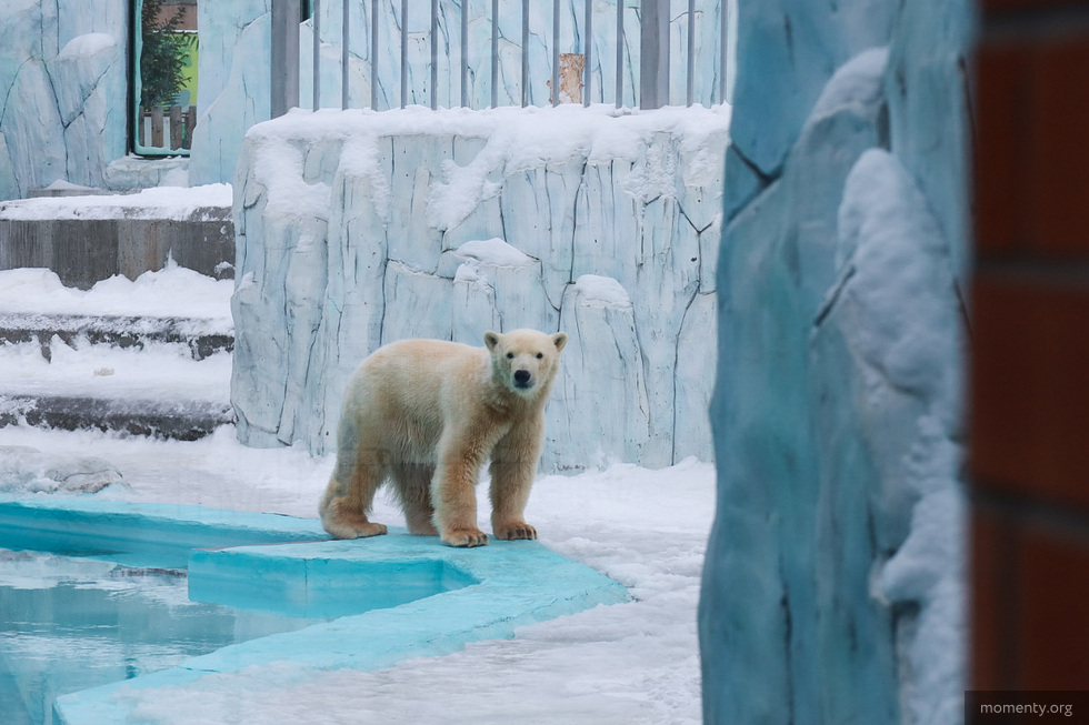 В Екатеринбургском зоопарке появился новый белый медвежонок В Екатеринбургском зоопарке появился новый белый медвежонок
