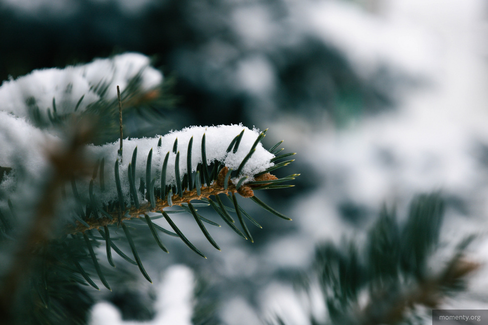 В&nbsp;Екатеринбурге появились новые пункты приема новогодних елок