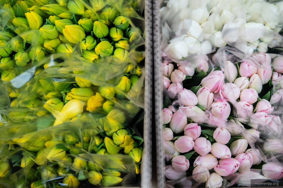 Спрос на цветы перед Международным женским днем вырастет на 50% Спрос на цветы перед Международным женским днем вырастет на 50%