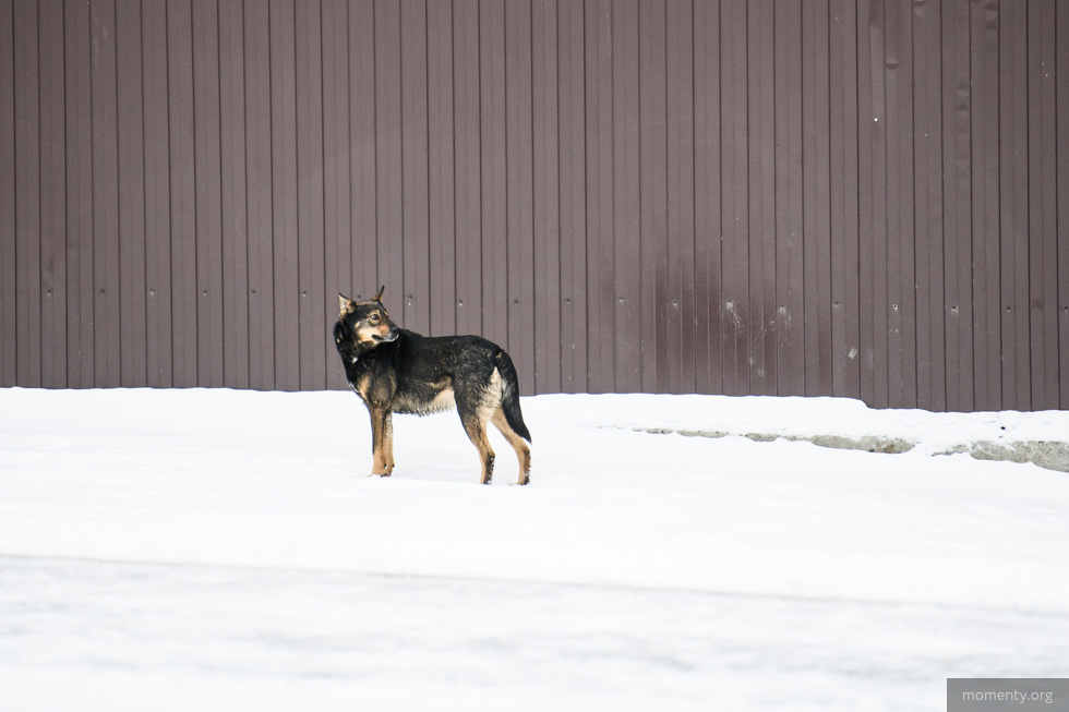 Под Екатеринбургом сгорел приют для животных Под Екатеринбургом сгорел приют для животных
