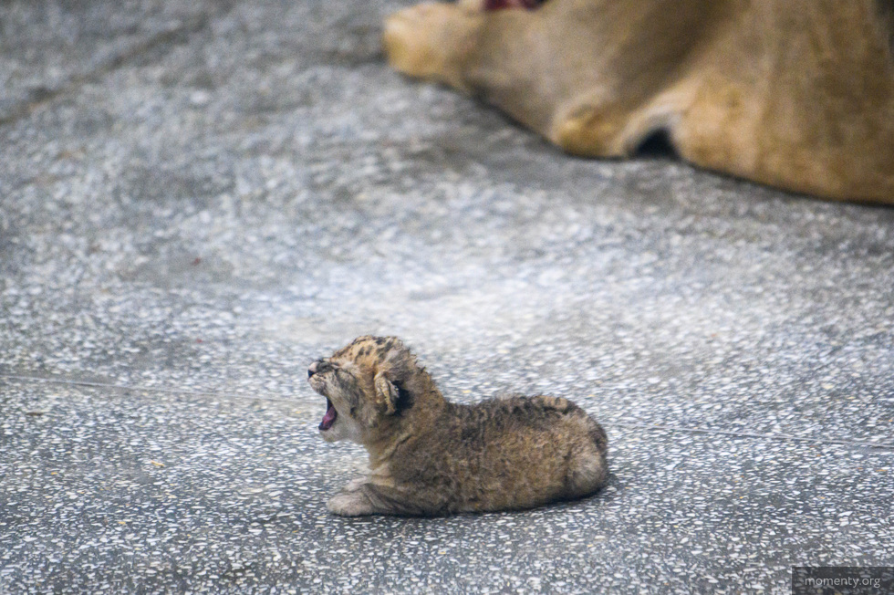 В зоопарке Екатеринбурга родился львенок В зоопарке Екатеринбурга родился львенок
