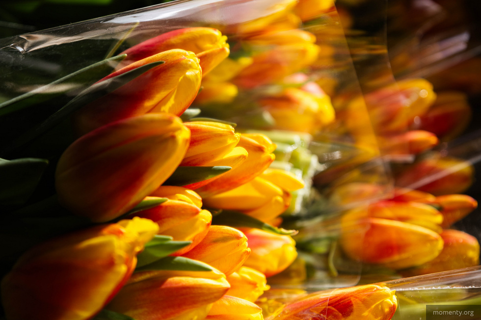 В Екатеринбурге взлетели цены на тюльпаны В Екатеринбурге взлетели цены на тюльпаны