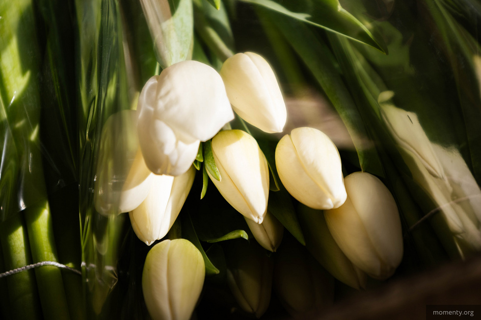 У уральцев резко вырос спрос на цветы перед 8 Марта У уральцев резко вырос спрос на цветы перед 8 Марта