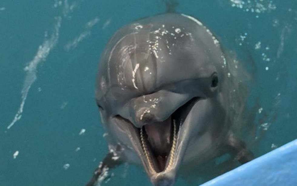 В Океанариуме Екатеринбурга родился дельфиненок В Океанариуме Екатеринбурга родился дельфиненок