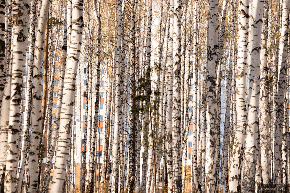 Комиссия перевела Березовую рощу в категорию парков и скверов Комиссия перевела Березовую рощу в категорию парков и скверов