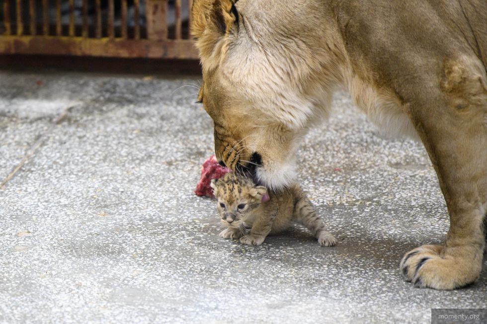 В зоопарке Екатеринбурга скончался львенок В зоопарке Екатеринбурга скончался львенок