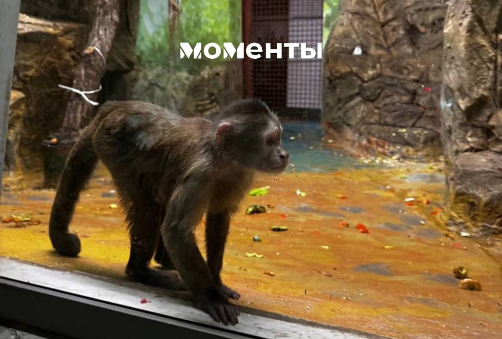 Уральские программисты взяли под опеку капуцина плаксу Уральские программисты взяли под опеку капуцина плаксу