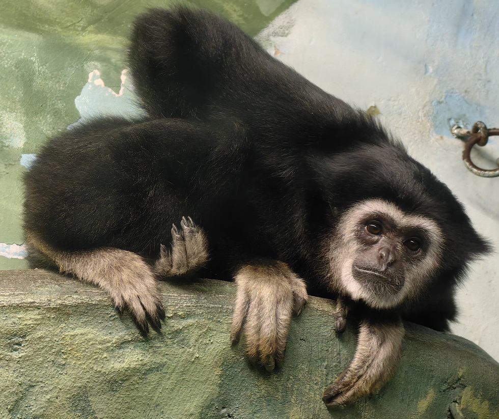 В зоопарке Екатеринбурга поселился гиббон В зоопарке Екатеринбурга поселился гиббон