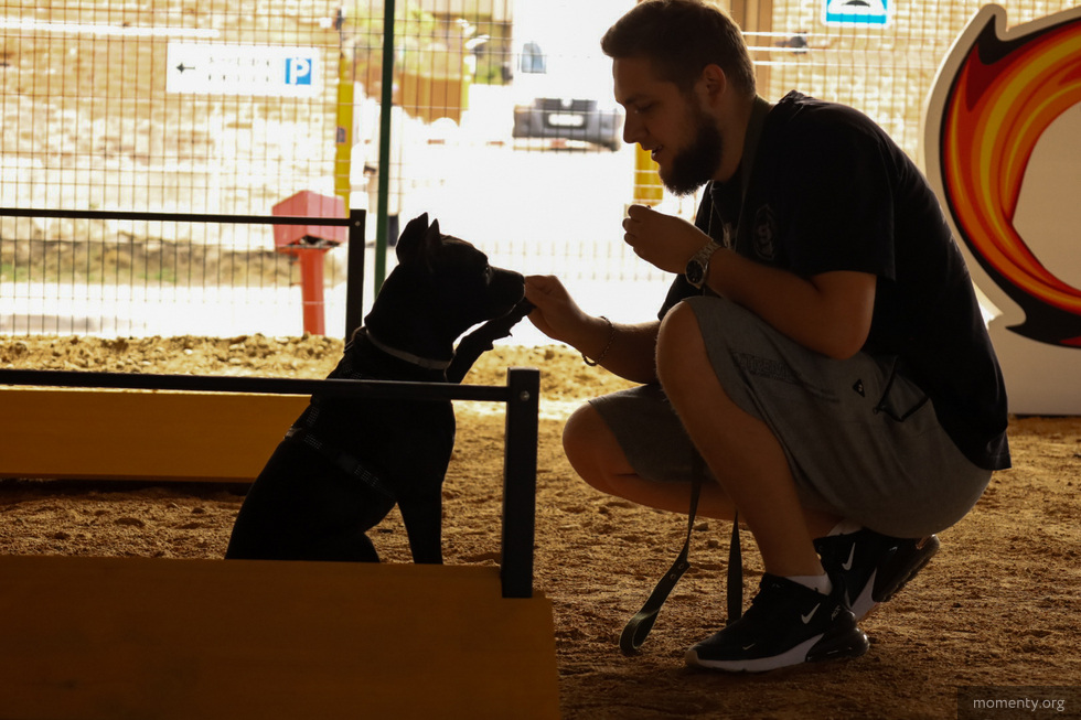 Возле элитного ЖК&nbsp;в&nbsp;центре Екатеринбурга открыли площадку для выгула собак