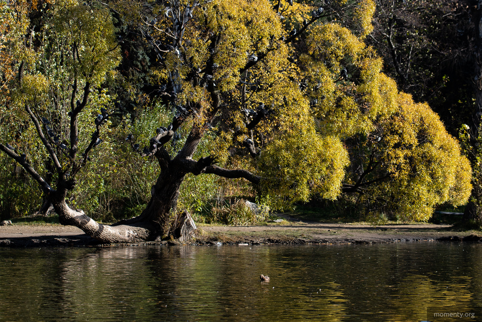 Дендропарк в Екатеринбурге будет закрыт минимум до середины лета Дендропарк в Екатеринбурге будет закрыт минимум до середины лета